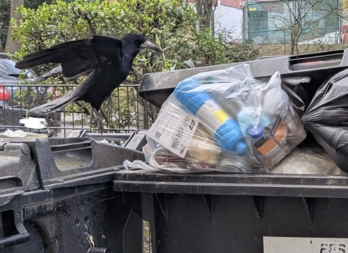 Eine Saatkrähe auf städtischer Futtersuche